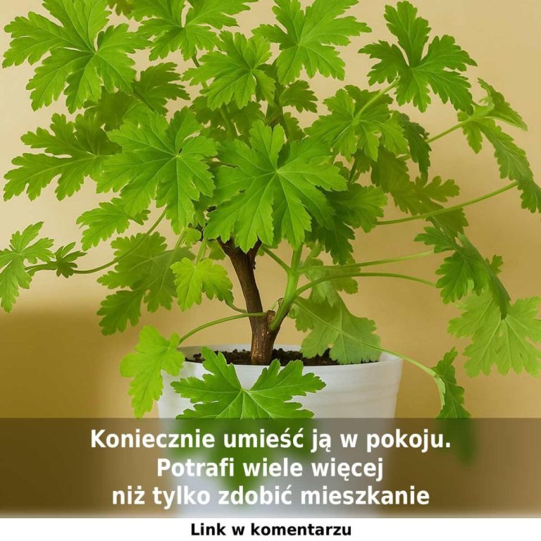 Geranium anginka, czyli pelargonia pachnąca, to roślina o niezwykłych właściwościach leczniczych