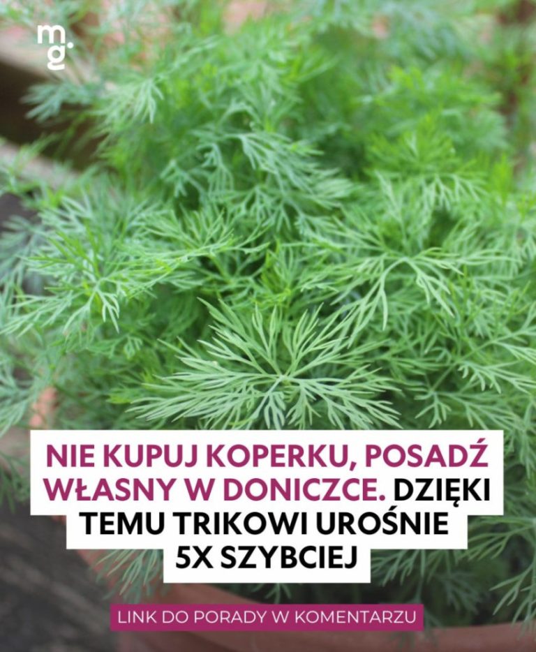 Po co wydawać pieniądze, jak można tak łatwo go wyhodować?