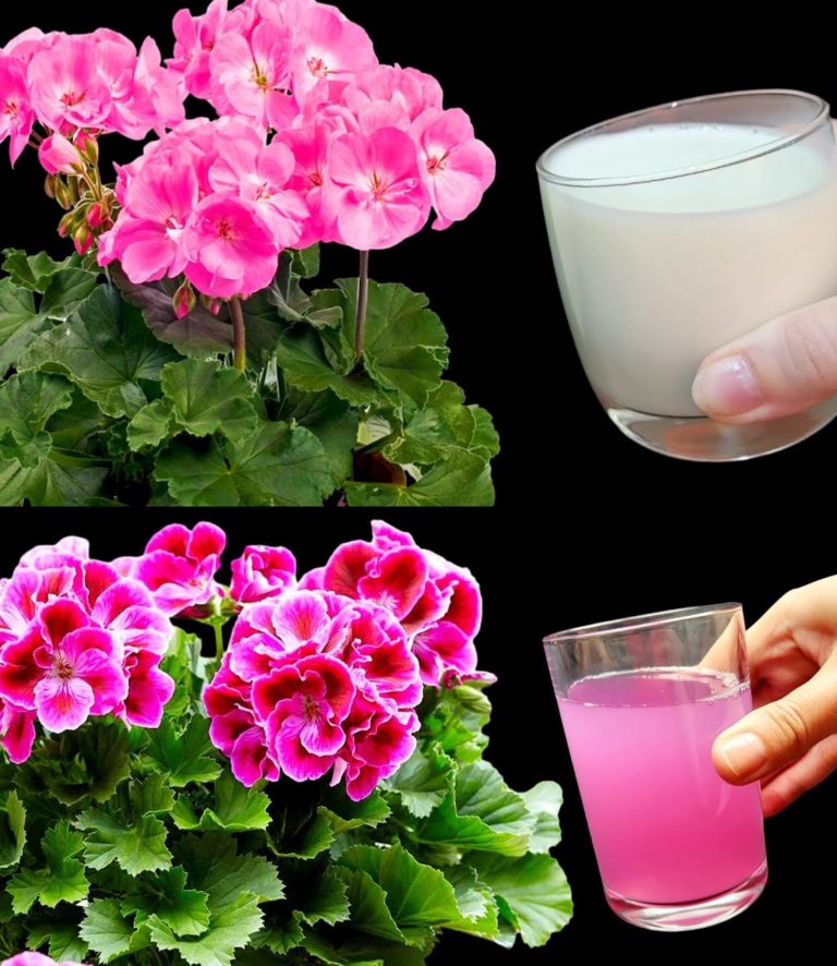 Oto jak mieć piękne i kolorowe pelargonie, aby upiększyć ogród