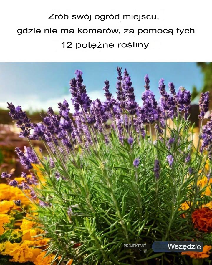 Dobre pomysły! Szkoda, że nie widziałem tego wcześniej.