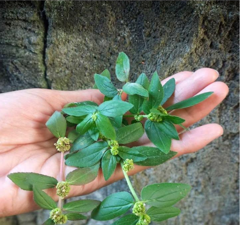 Jeśli zobaczysz tę roślinę gdziekolwiek, nie wyrzucaj jej. Oto dlaczego