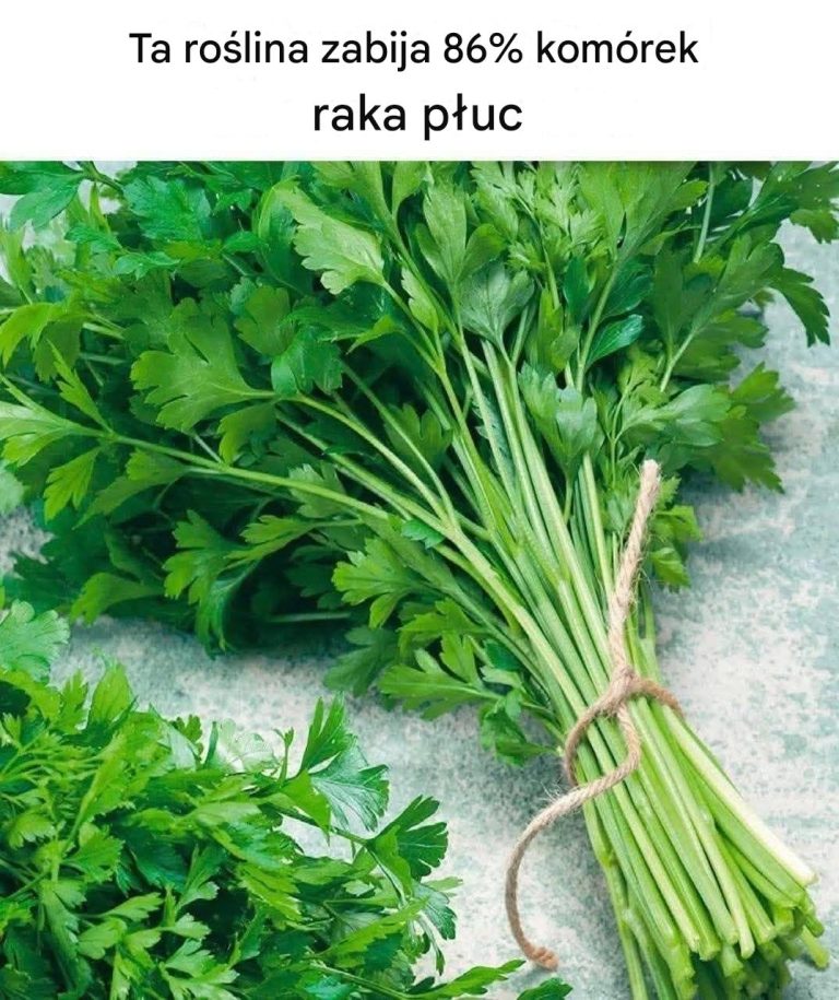 Ta roślina zabija 86% komórek raka płuc