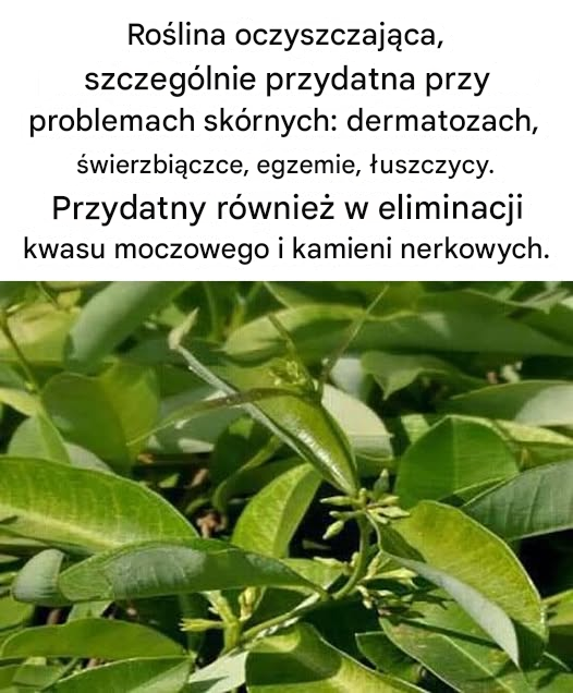 Roślina oczyszczająca, szczególnie przydatna w przypadku problemów skórnych, takich jak zapalenie skóry, świerzbiączka, egzema i łuszczyca. Jest również przydatna w eliminowaniu kwasu moczowego i kamieni nerkowych.