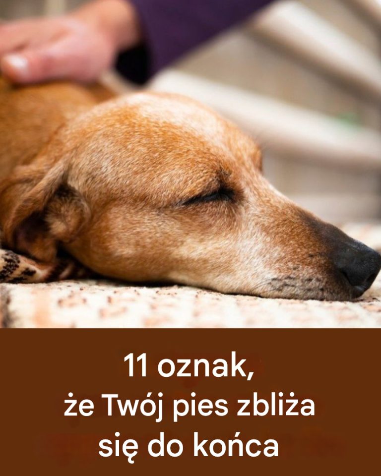 11 oznak, że życie Twojego psa dobiega końca…