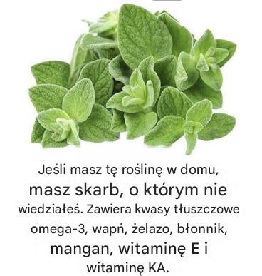 Czy znasz zalety oregano ancho?