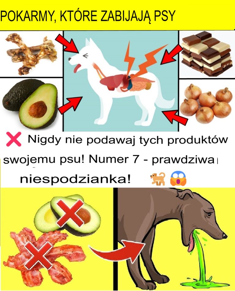 22 produkty spożywcze toksyczne dla psów – chroń swojego psa! 🐕❌