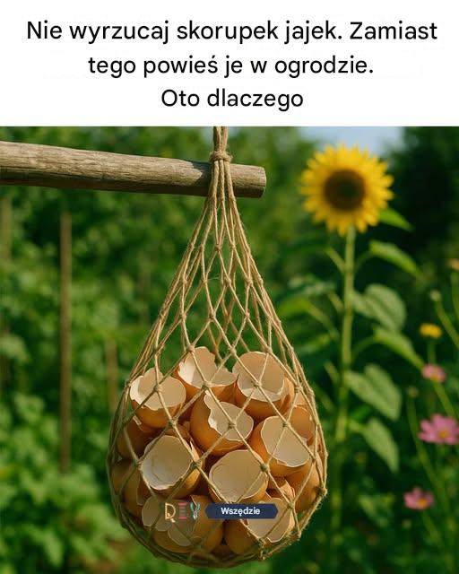 Nie wyrzucaj skorupek jajek. Zamiast tego powieś je w ogrodzie. Oto dlaczego