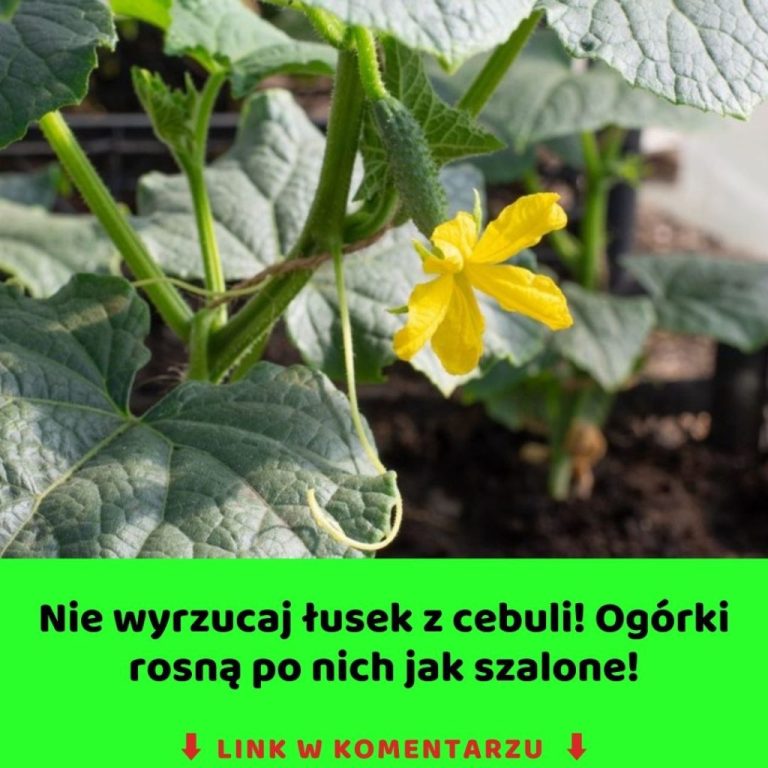 Szokujące efekty cebulowej łuski: Twoje ogórki tego potrzebują, zanim zżółkną!
