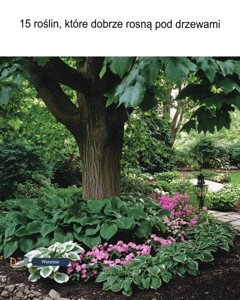 15 roślin, które dobrze rosną pod drzewami