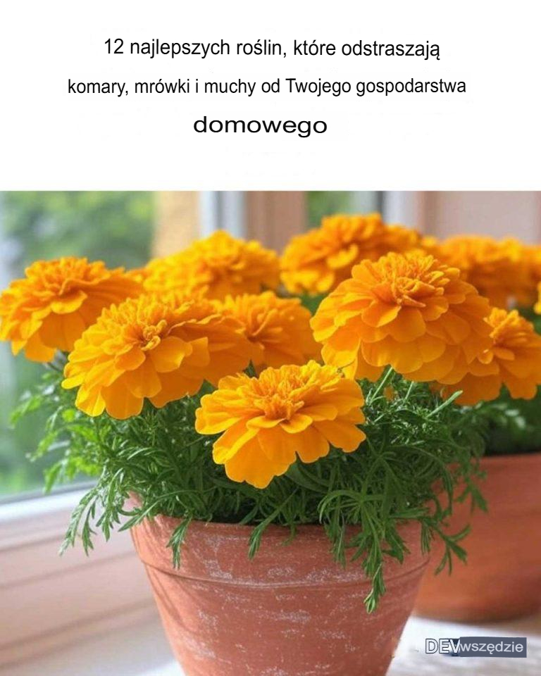 12 najlepszych roślin, które trzymają pająki, komary, mrówki i muchy z dala od Twojego domu