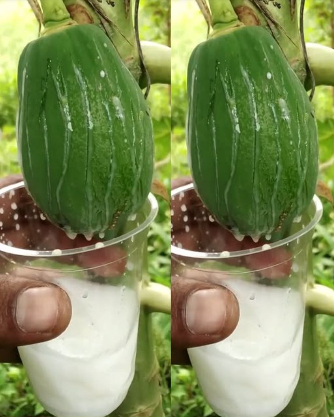 Sok z papai: eliksir bogaty w korzyści