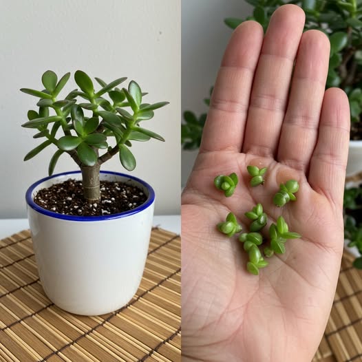 4 niezbędne wskazówki dotyczące pielęgnacji drzewa jadeitowego, aby służyło przez wiele lat