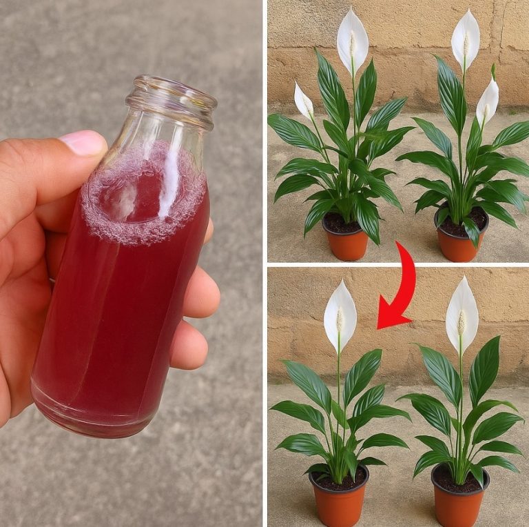 Lilia pokojowa: Tylko z TYM składnikiem kwitnie nawet 10 lat z rzędu!