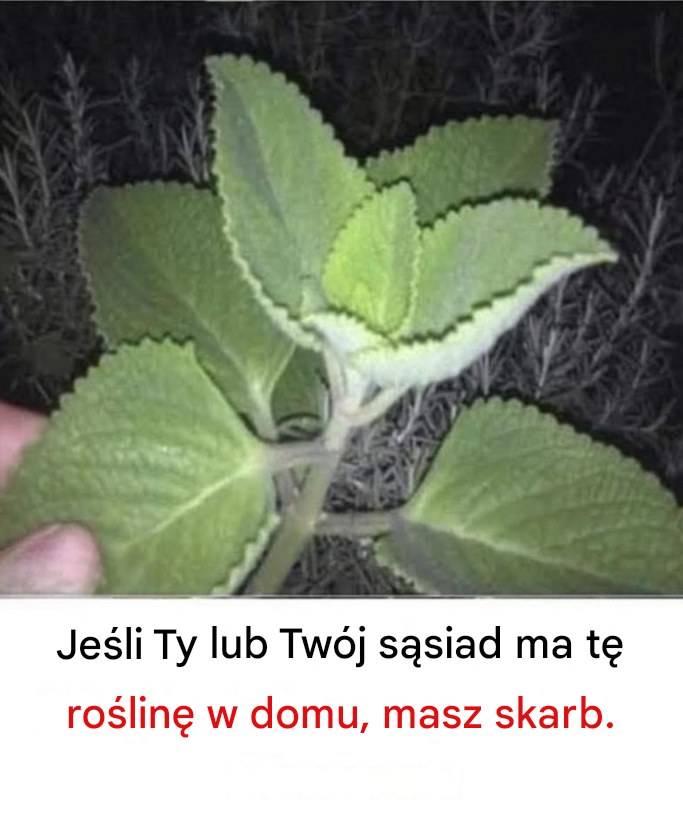 Jeśli masz tę roślinę w domu, masz skarb