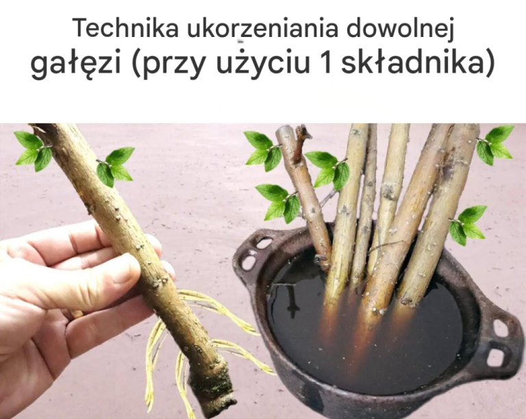 Technika ukorzeniania dowolnej gałęzi (tylko przy użyciu 1 składnika)
