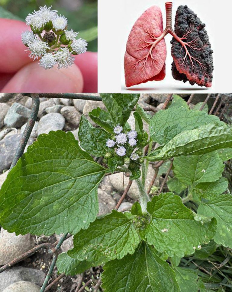 Ageratum conyzoides (ziele kozieradki): 15 niesamowitych korzyści i jak je wykorzystać