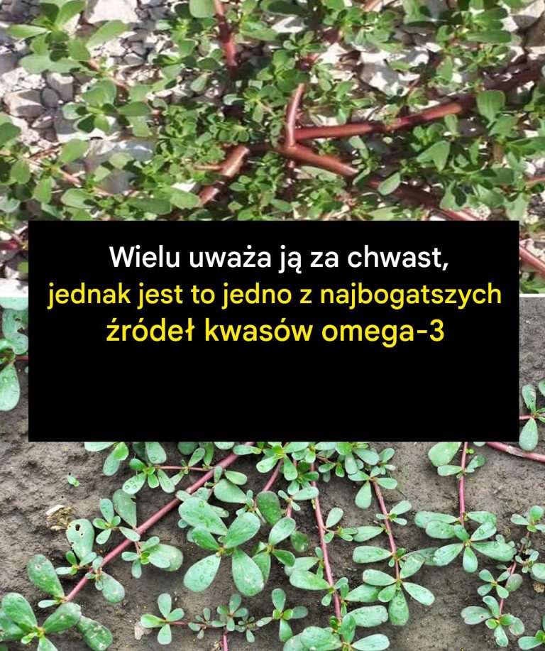 Większość ludzi uważa go za zwykły chwast, jednak jest to jedna z roślin najbogatszych w kwasy tłuszczowe omega-3.