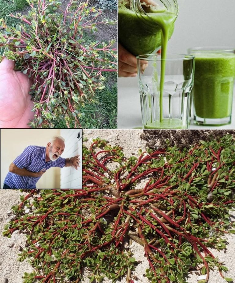 Pożywienie, które smakuje lepiej niż mięso – 7 powodów, dla których warto je uprawiać w swoim ogrodzie