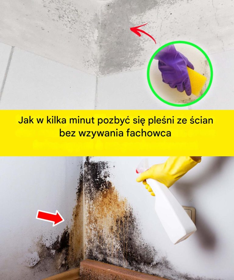 Jak Usunąć Pleśń ze Ścian?