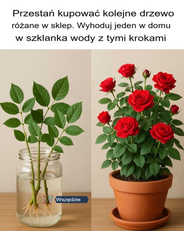 Przestań kupować kolejne drzewko różane w sklepie. Wyhoduj je w domu w szklance wody, korzystając z tych kroków