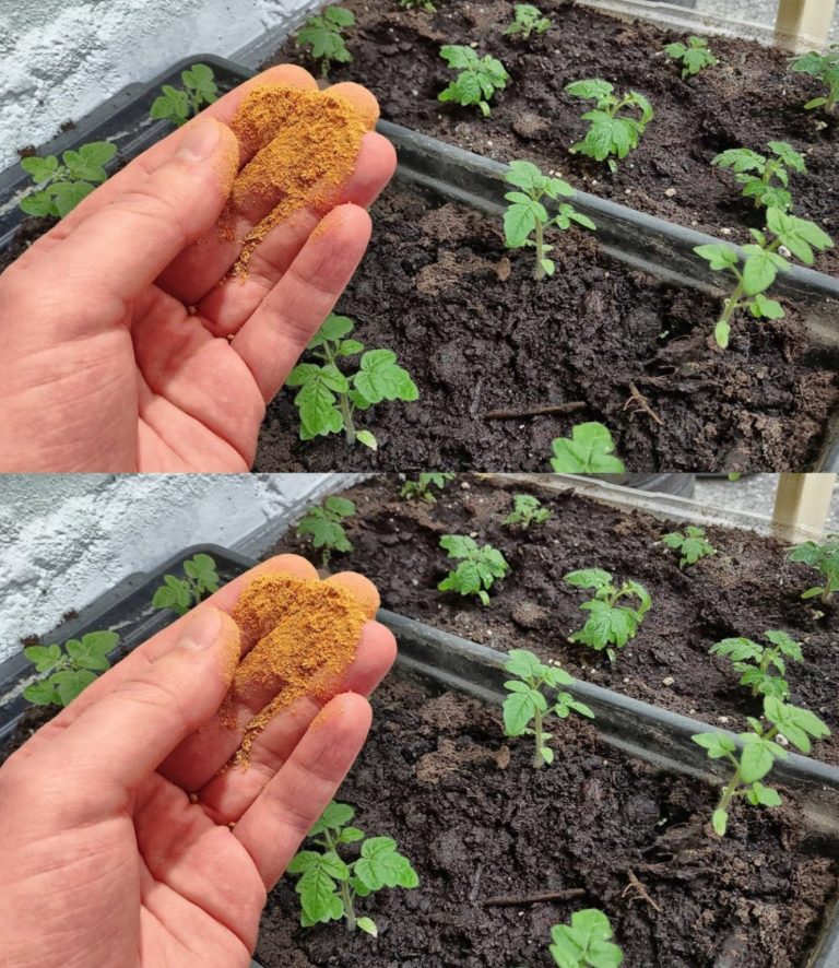 Bez tego nigdy nie powinieneś uprawiać pomidorów, papryki ani ogórków; Zawsze należy dostarczać go roślinom