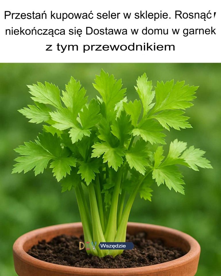 Przestań kupować seler w sklepie. Uprawiaj nieskończone zapasy w domu w doniczce dzięki temu przewodnikowi