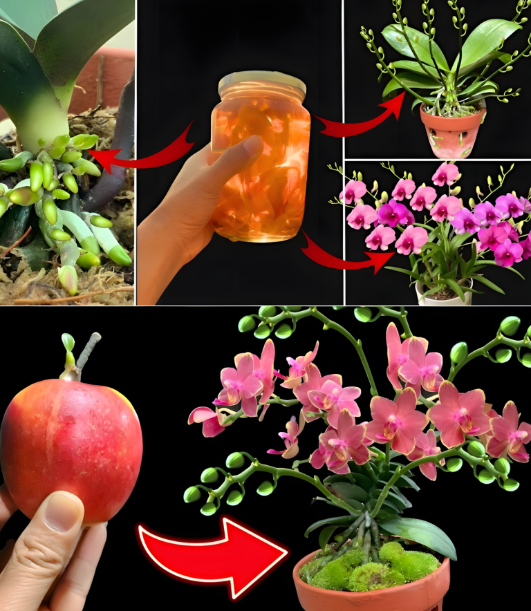 W końcu spróbowałam... ale dlaczego nie wierzyłam mojej babci, gdy mówiła, że ​​wystarczy to szkło, a orchidea będzie kwitła nieprzerwanie przez 4 pory roku... Naprawdę świetne