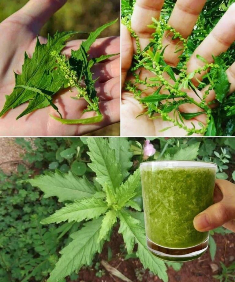 Tylko 2 liście tej rośliny to prawdziwa kopalnia złota dla Twojego zdrowia