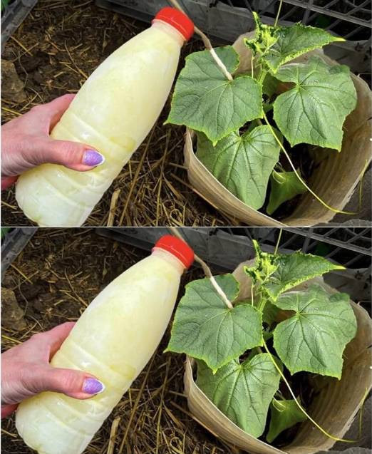 Nawóz roboczy do ogórków: zastosowany raz, liście nie żółkną, a plon jest obfity