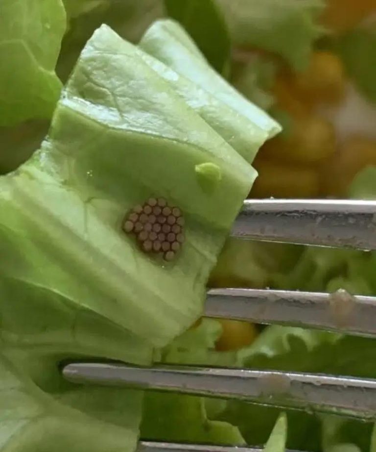 Myślała, że to komosa ryżowa, ale kiedy przyjrzała się bliżej, zaczęła się wymiotować.