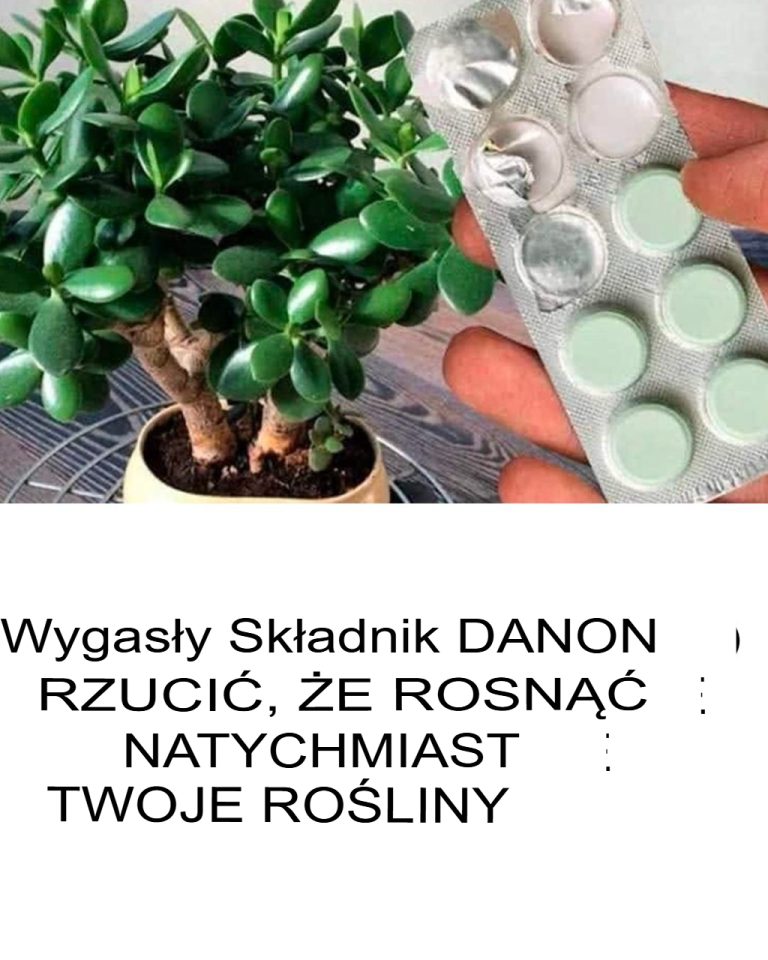 Jak stymulować wzrost korzeni u sadzonek