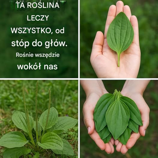 Odkryj uzdrawiającą moc babki lancetowatej