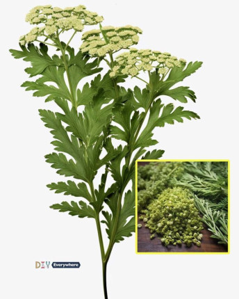 Rośnie wszędzie, ale większość ludzi nie zna jego nazwy ani jego znaczenia na świecie