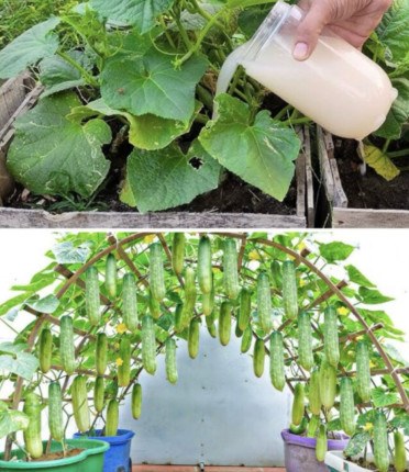 Domowe eliksiry dla ogórków: Naturalne odżywki, które zwiększą plony i wzmocnią Twój ogród
