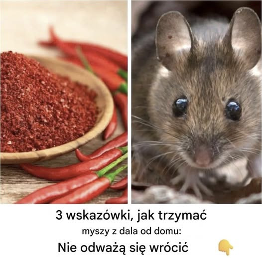 Jak dyskretnie trzymać nieproszonych gości z dala od domu