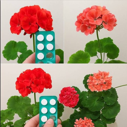 Jedna tabletka pod pelargonią zapobiegnie żółknięciu liści i ożywi nawet obumierający kwiat.