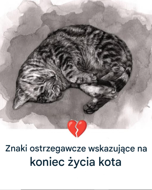 11 oznak, że Twój kot zbliża się do końca