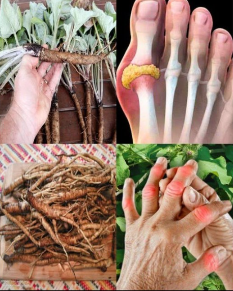 Roślina, która niszczy komórki rakowe! Jest 100 razy skuteczniejsza niż chemioterapia