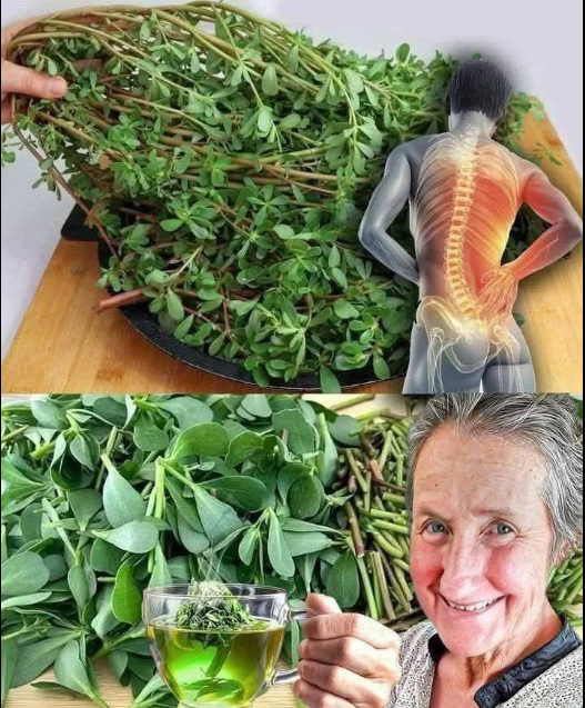 Liść zabijający raka, o którym lekarze ci nie mówią: tajne odkrycie Barbary O’Neill